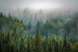 Suttog a fenyves zöld erdő